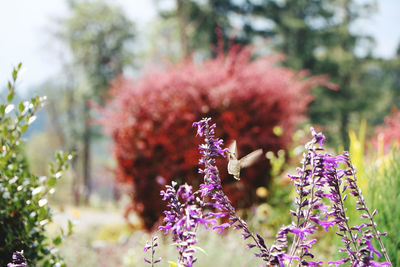 Close-up of purple flowering plants on field