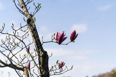 Low angle view of pink flowering plant against sky