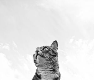 Low angle view of cat looking away against sky