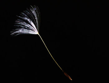 Close-up of feather against black background