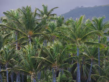 Close-up of fresh plants against sky