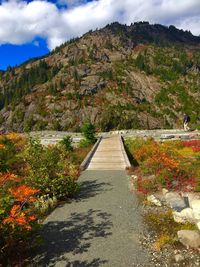 Road amidst plants against sky