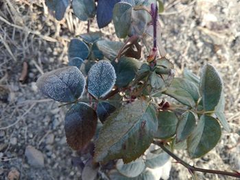 Close-up of leaves