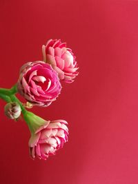 Close-up of pink rose flower against red background