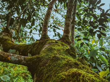 Low angle view of trees in forest