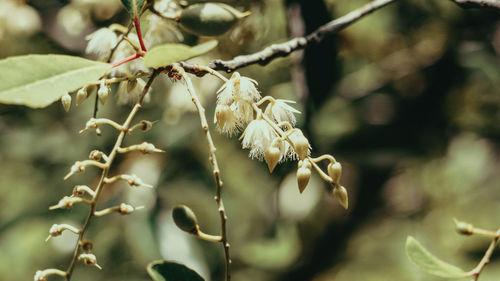 Close-up of white flowering plant