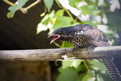 Close-up of bird perching on branch