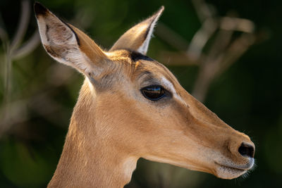 Close-up of female common impala in shade