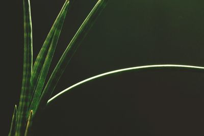 Close-up of grass against black background