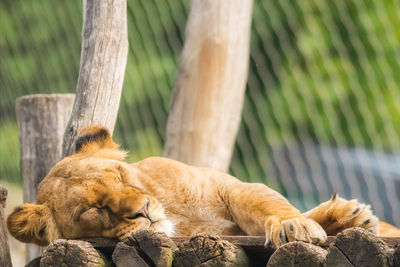 Cat sleeping in a zoo