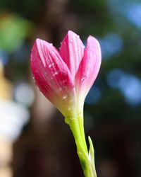 Close-up of pink rose flower