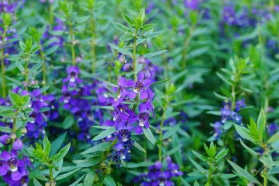 Close-up of purple flowering plants