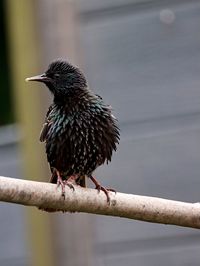 Close-up of bird perching on branch