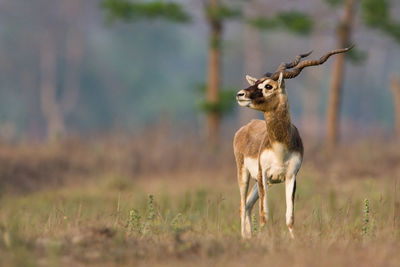 Deer standing on field