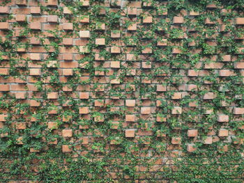 Brick wall texture with vines unedited