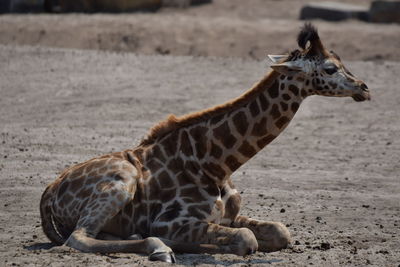 Giraffe in a field