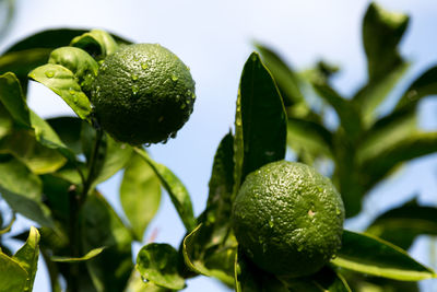 Close-up of fresh fruits on tree