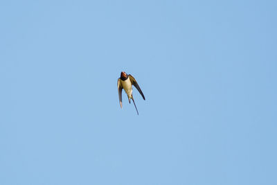 Low angle view of a bird flying