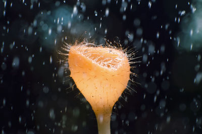 Close-up of glass against blurred background