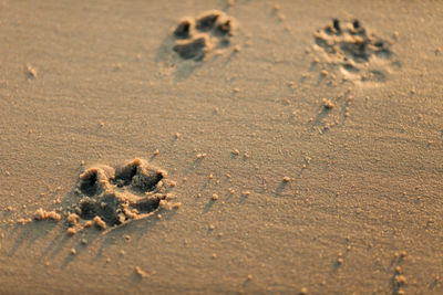 High angle view of paw prints in sand