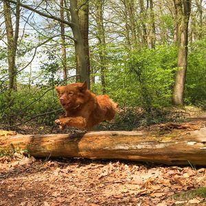 Cat sitting on tree in forest