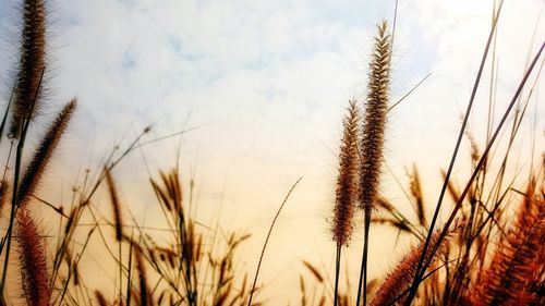 Close-up of grass on field against sky