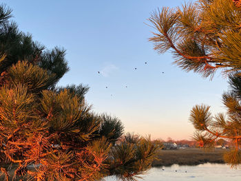 View of birds on snow covered land against sky
