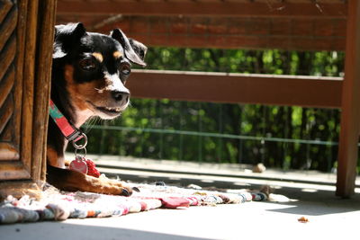 Close-up of dog sitting outdoors