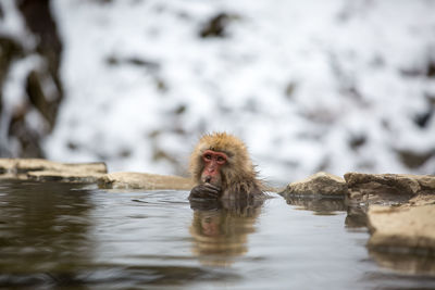 Close-up of monkey in hot spring