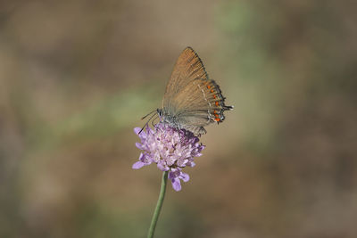 Close-up of butterfly pollinating on purple flower