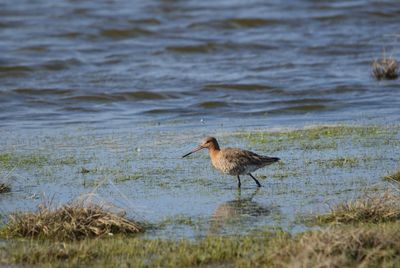 Side view of bird on beach