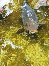 High angle view of fish swimming in sea