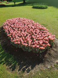 Close-up of pink flowers in garden