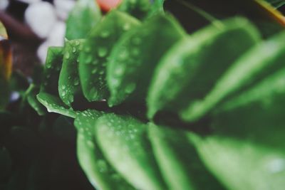 Close-up of green leaf