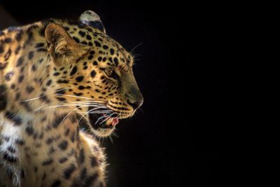 Close-up of tiger against black background