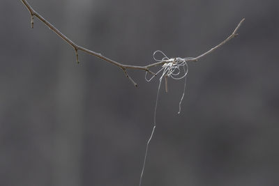 Close-up of dried plant with spider web