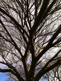 Low angle view of tree against sky