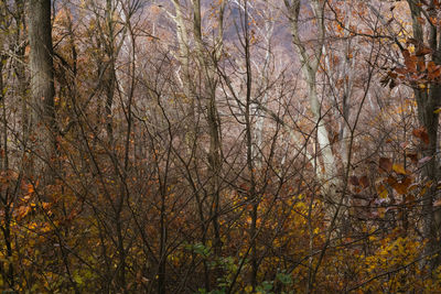 Bare trees in forest during autumn