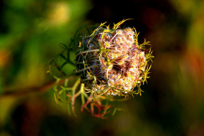 Close-up of flower against blurred background