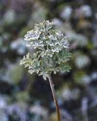 Close-up of white flowering plant