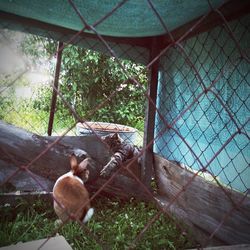 Cat reaching for rabbit seen through chainlink fence