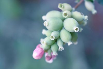 Close-up of berries on plant