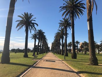 Palm trees against sky