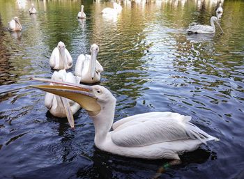 High angle view of swans swimming in lake