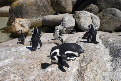 The african penguin colony on boulders beach near cape town, south africa