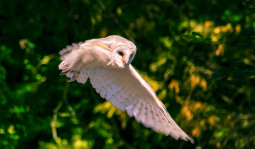 Close-up of a bird flying