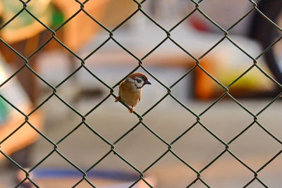 Bird perching on chainlink fence