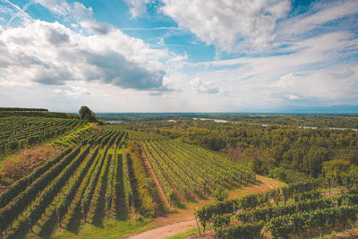 Scenic view of vineyard against sky