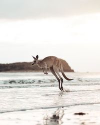 Kangaroo running at seashore against cloudy sky