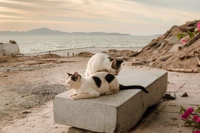 View of a cat on beach